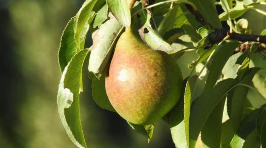 Ez az ország lesz idén a körtetermesztés királya