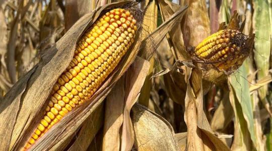 A hibridválasztás a túlélés kulcsa – így lehet sikeres a kukoricatermesztés 2026-ban