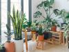 Hová tegyük a szobanövényeket? Nem csak a látvány számít