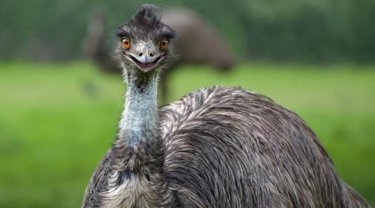 Emu tartása Magyarországon: előnyök, feltételek és piaci lehetőségek