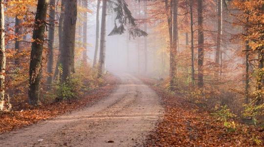 Több milliárdos támogatás várja az erdőgazdálkodókat