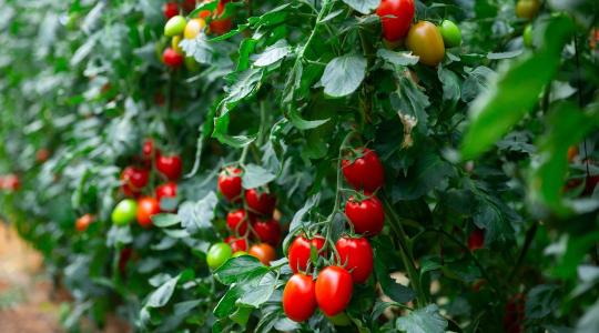 Áfacsalás ellen: fordított áfát sürgetnek a zöldségtermelők