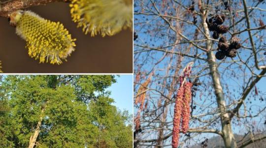 Három őshonos fafaj közül választhatjuk meg 2026 Év Fáját
