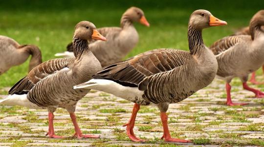 Lengyel nyomás, csökkenő állomány – megújulásra van szüksége a magyar libaágazatnak
