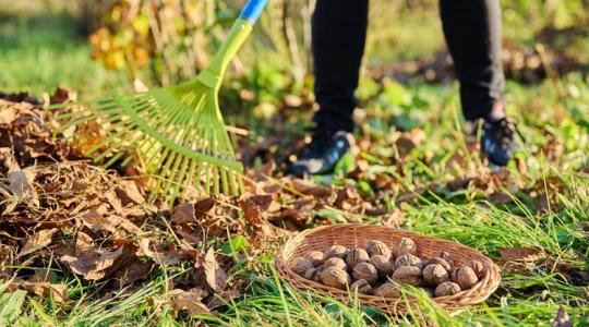 Diófád van? Ne bosszankodj a sok levél miatt, hiszen kincset érnek! Diófád van? Ne bosszankodj a sok levél miatt, hiszen kincset érnek!