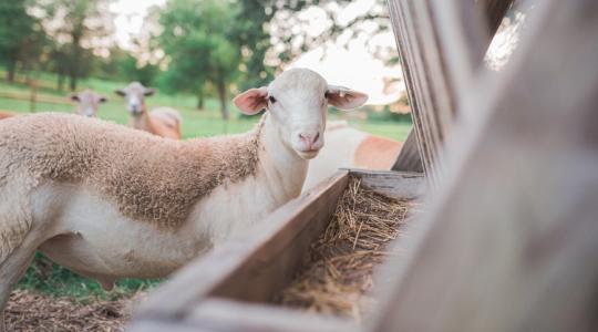Millióktól estek el az elkeseredett görög gazdák