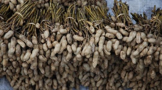 Súlyos veszélyben a kedvenc csemegéd – de van remény Súlyos veszélyben a kedvenc csemegéd – de van remény