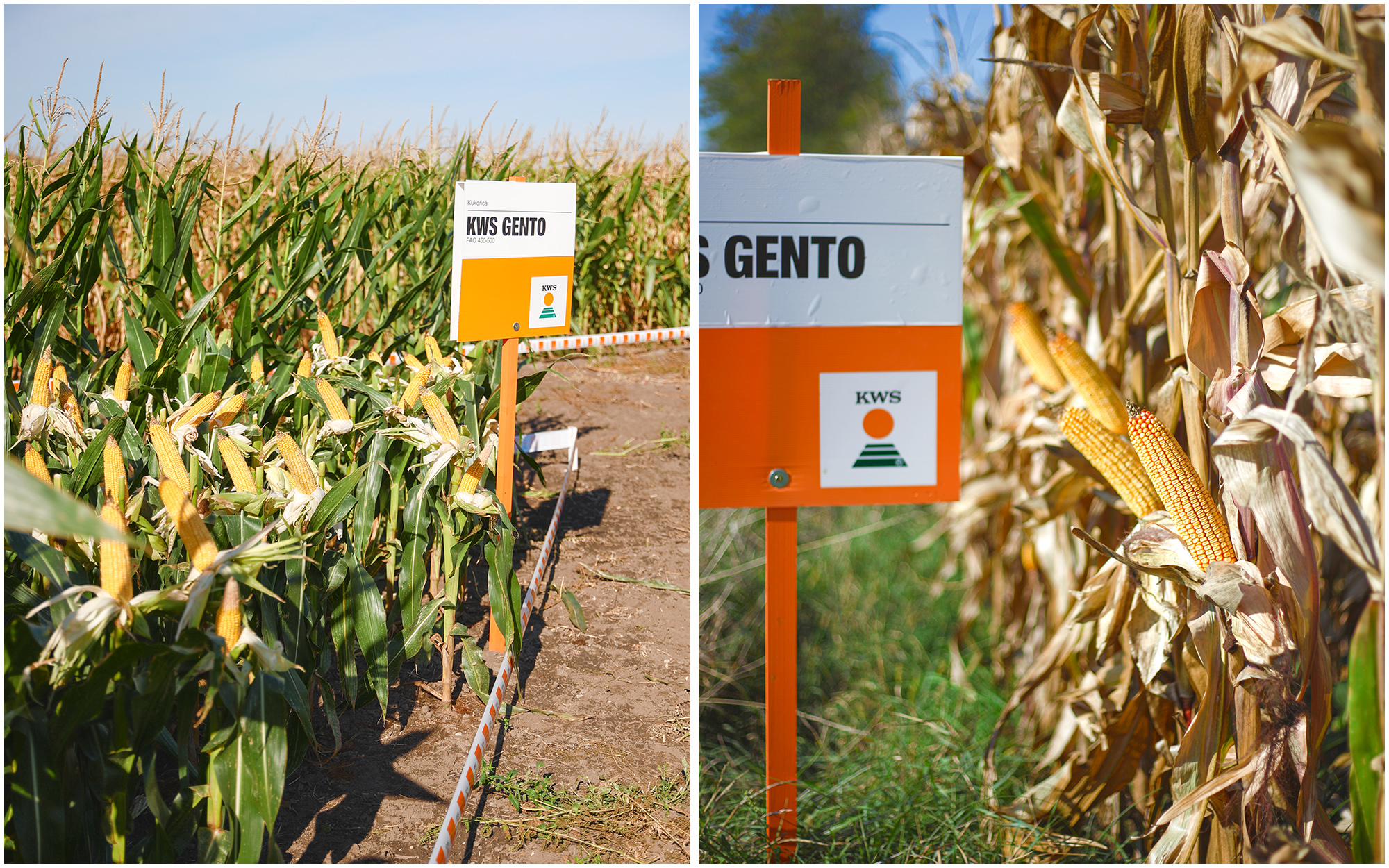 KWS kukorica hibrid