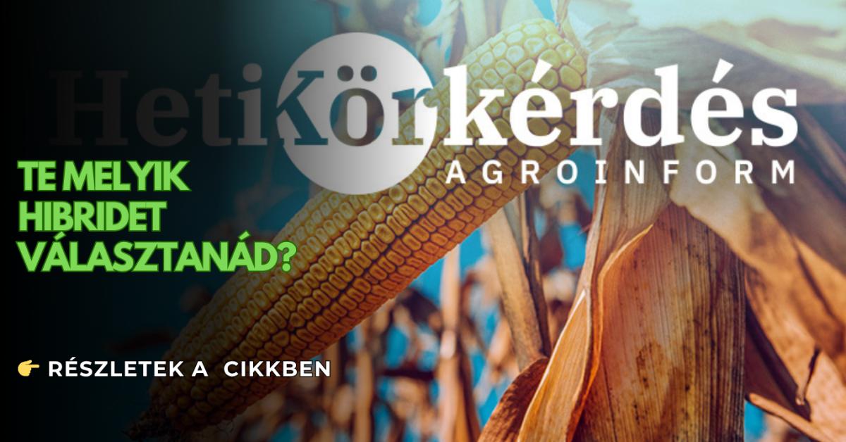 Bemutatjuk a legújabb kukoricákat! – Heti Körkérdés