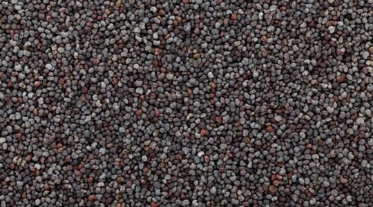 Hogyan lesz a mákból aranyat érő termés? Fedezd fel a siker titkait!