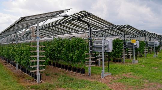 Win-win: így lehet összehangolni a növénytermesztést és a villamosenergia-termelést