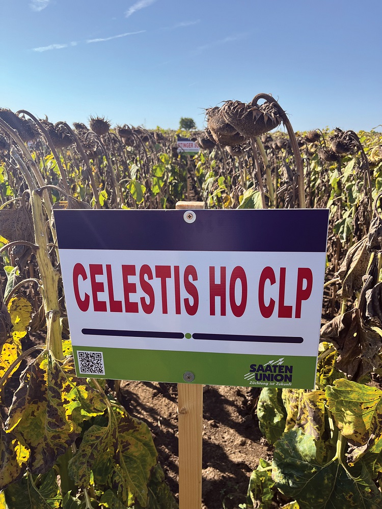 napraforgó napraforgó