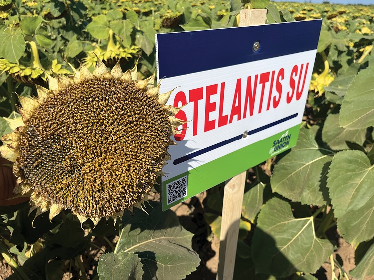 napraforgó napraforgó