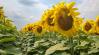 Napraforgó: stabil termés, biztos jövedelem még szélsőséges időjárásban is