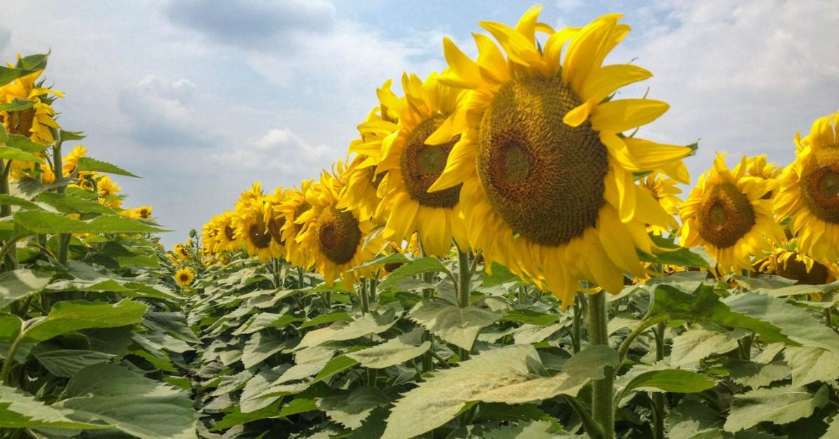 Napraforgó: stabil termés, biztos jövedelem még szélsőséges időjárásban is Napraforgó: stabil termés, biztos jövedelem még szélsőséges időjárásban is