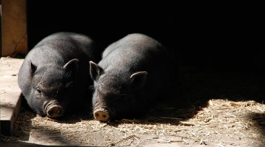 5 életmentő módszer: így hűtik a sertéseket a nyugat-európai gazdák