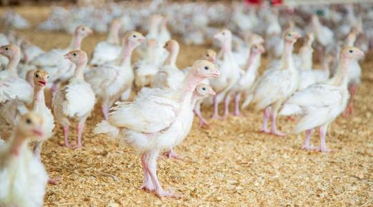 Felháborodtak a baszkföldi gazdák, túlzottnak tartják a baromfizárat