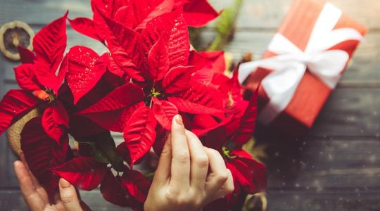 Elképesztően szép mikulásvirág? Ez a titka! Elképesztően szép mikulásvirág? Ez a titka!