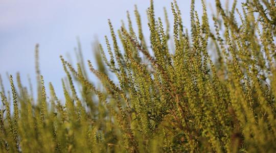 Özönfajok: ha nem lépünk ma, sokszorosan fizetünk holnap