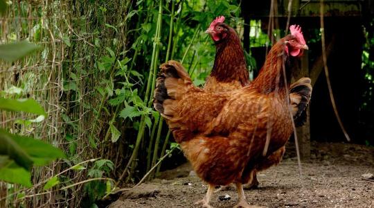 Újabb forrás nyílt meg a madárinfluenza elleni védekezésre Újabb forrás nyílt meg a madárinfluenza elleni védekezésre