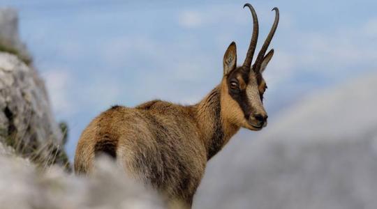 A zerge: a hegyvidékek kecses lakója