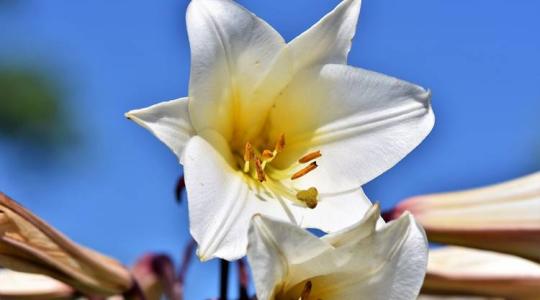 Hogyan ültess liliomot, hogy minden évben gyönyörűen virágozzon?