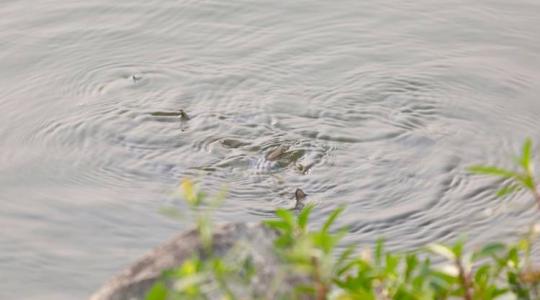 A busa termelése és jelentősége a hazai halgazdaságban