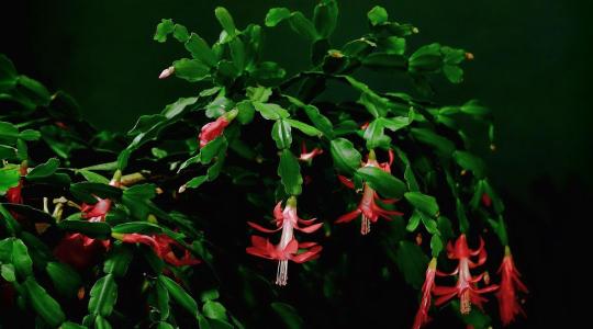 A karácsonyi kaktusz gondozása lépésről lépésre A karácsonyi kaktusz gondozása lépésről lépésre