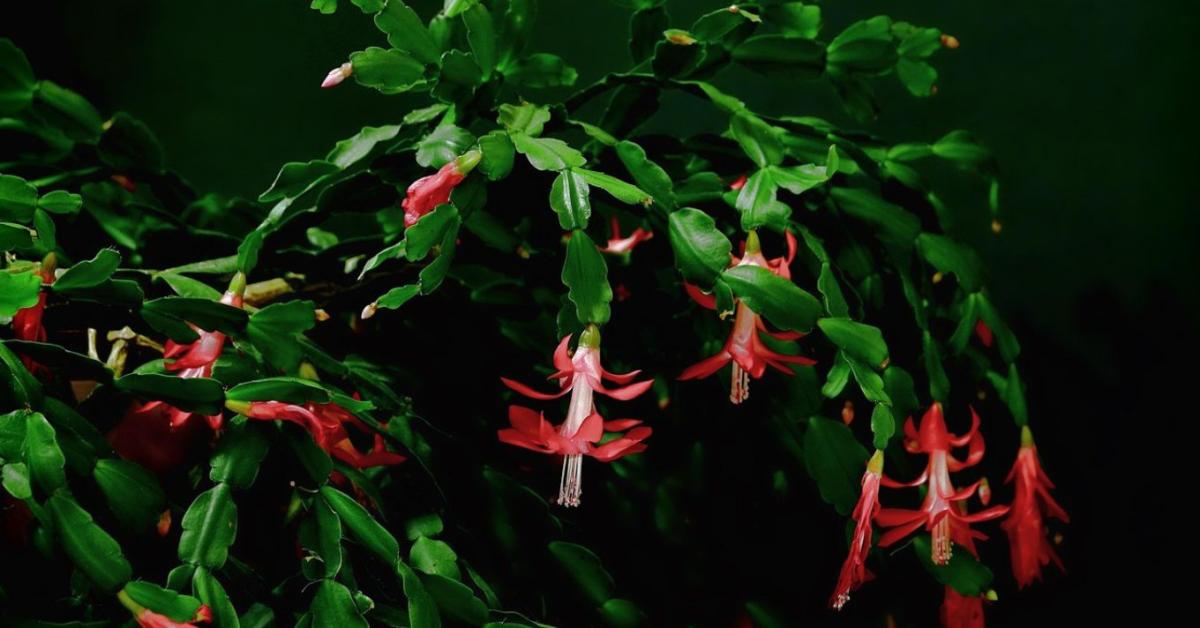 A karácsonyi kaktusz gondozása lépésről lépésre A karácsonyi kaktusz gondozása lépésről lépésre