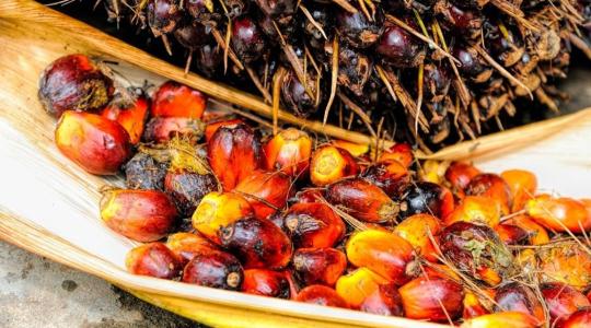 Ok nélkül démonizáltuk a pálmaolajat? Most minden kiderül... Ok nélkül démonizáltuk a pálmaolajat? Most minden kiderül...