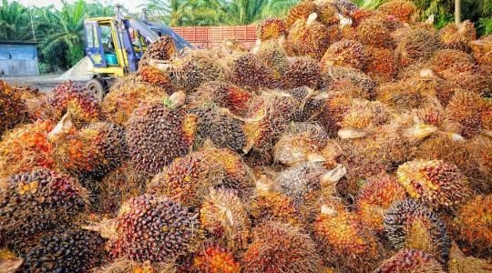 Ok nélkül démonizáltuk a pálmaolajat? Most minden kiderül... Ok nélkül démonizáltuk a pálmaolajat? Most minden kiderül...