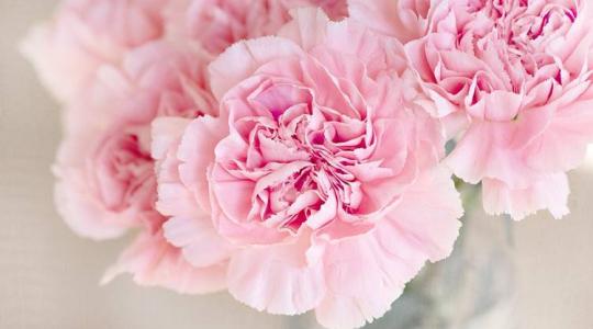 A szegfű termesztése: tippek, technológiák és piaci lehetőségek