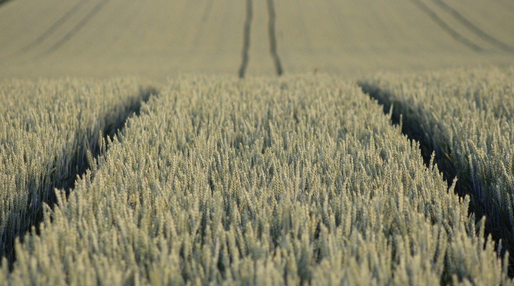 szantofold szantofold