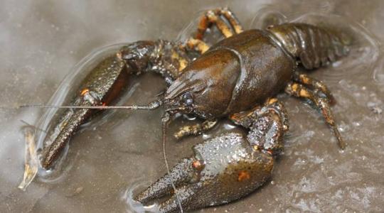 A folyami rák tenyésztése és jelentősége a magyar mezőgazdaságban