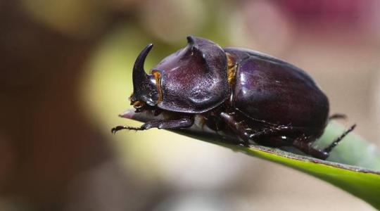Orrszarvúbogár: az erdők és kertek rejtélyes óriása