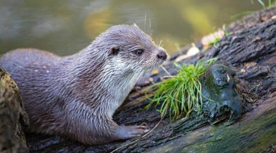 A vidra: a magyar vizek titokzatos lakója
