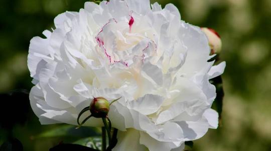 Bazsarózsa a kertben: ültetési és gondozási útmutató lépésről lépésre