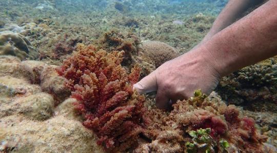 Meglepő módon veszik fel a harcot a mezőgazdaság mumusa ellen Meglepő módon veszik fel a harcot a mezőgazdaság mumusa ellen