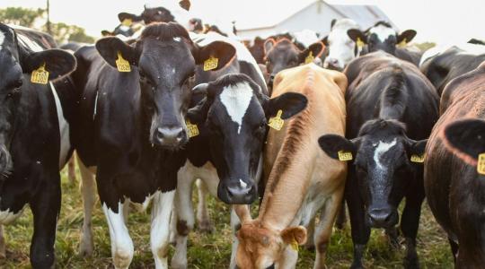 Lassú haladás, növekvő kockázatok – távol a klímacéloktól az élelmiszerrendszer