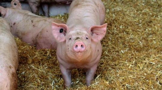 Dráma a sertéspiacon: mélyrepülésben az árak, veszélyben a termelők fejlesztései Dráma a sertéspiacon: mélyrepülésben az árak, veszélyben a termelők fejlesztései