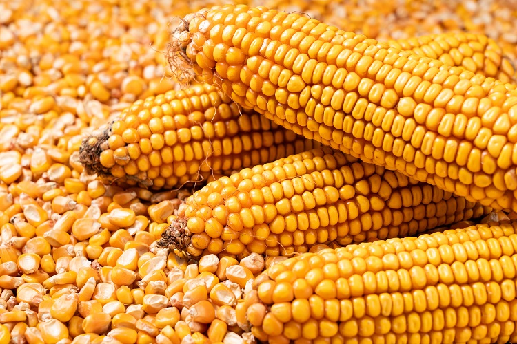 kukorica