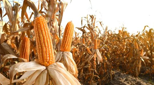 Kukoricaexport: súlyos versenyhátrányban Magyarország