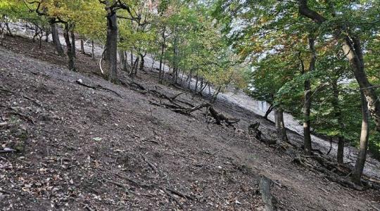 A túlszaporodott vadállomány következménye: egy fafajunk már a múlté A túlszaporodott vadállomány következménye: egy fafajunk már a múlté