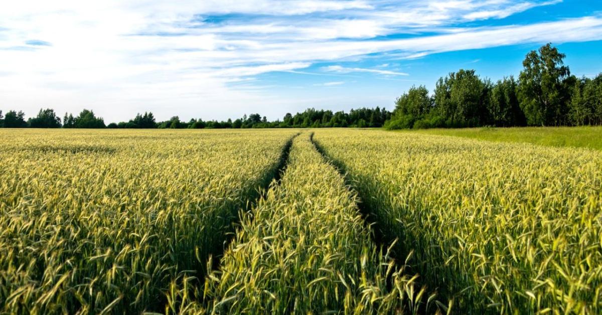 Válságban a magyar vetőmagágazat