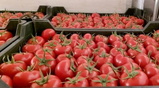 Nem éppen paradicsomi állapotok – friss piaci jelentés