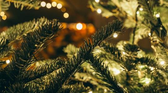 Mennyibe fog kerülni idén a karácsonyfa? 