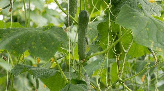 Uborkapiac 2025: miért csökkennek az árak a jó terméshozamok ellenére?