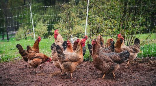 Hogyan előzhetjük meg a madárinfluenza behurcolását a gazdaságokba?