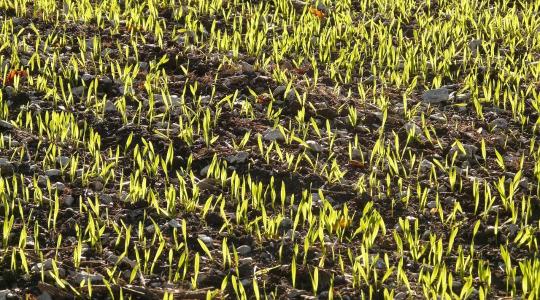 Aggasztó kilátások: Nehéz helyzetben az őszi vetések