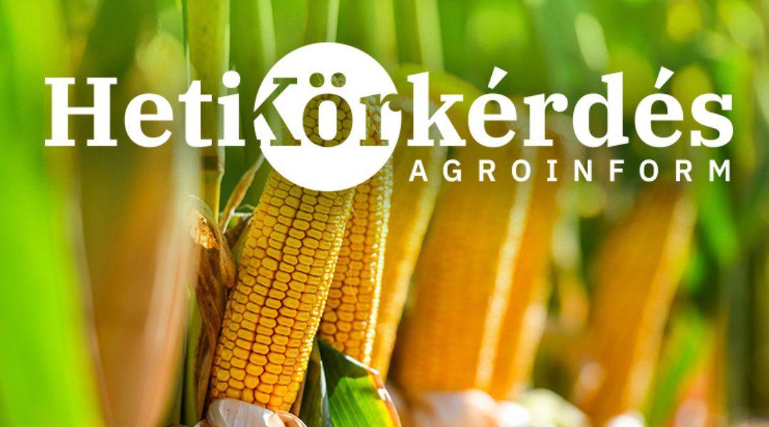 Előszezoni kukoricaajánlatok: Ön melyik hibridet választaná? – Heti Körkérdés